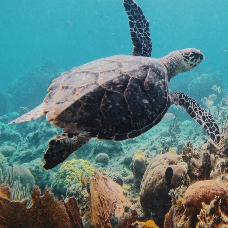 Fisherman Tours & Travel Safari Blue