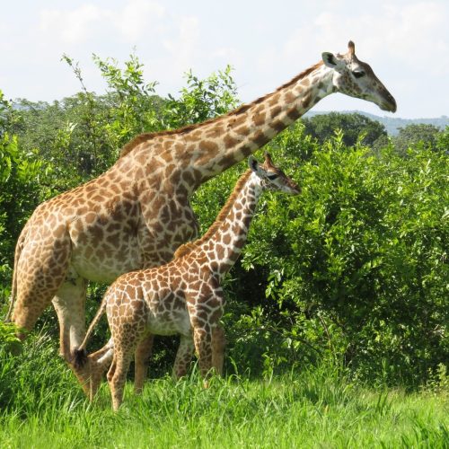 Mikumi National Park one-day safari with flights from Zanzibar