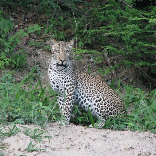 Nyerere National Park one-day safari withflights from Zanzibar
